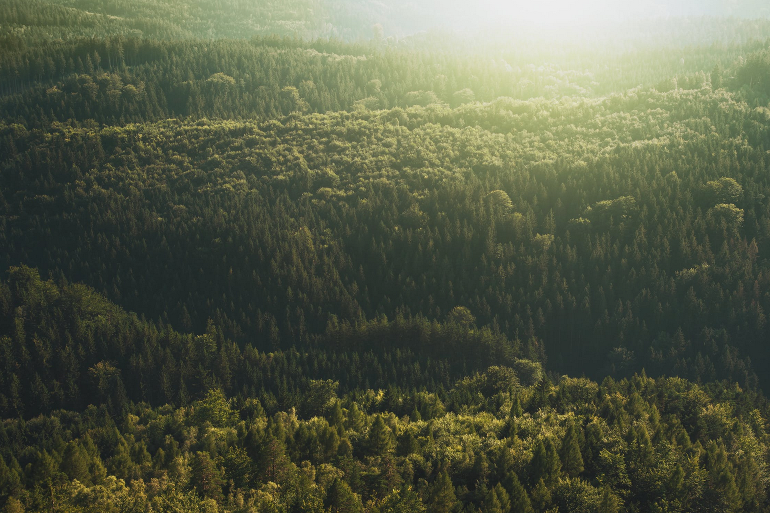 a large green forest at sun rise