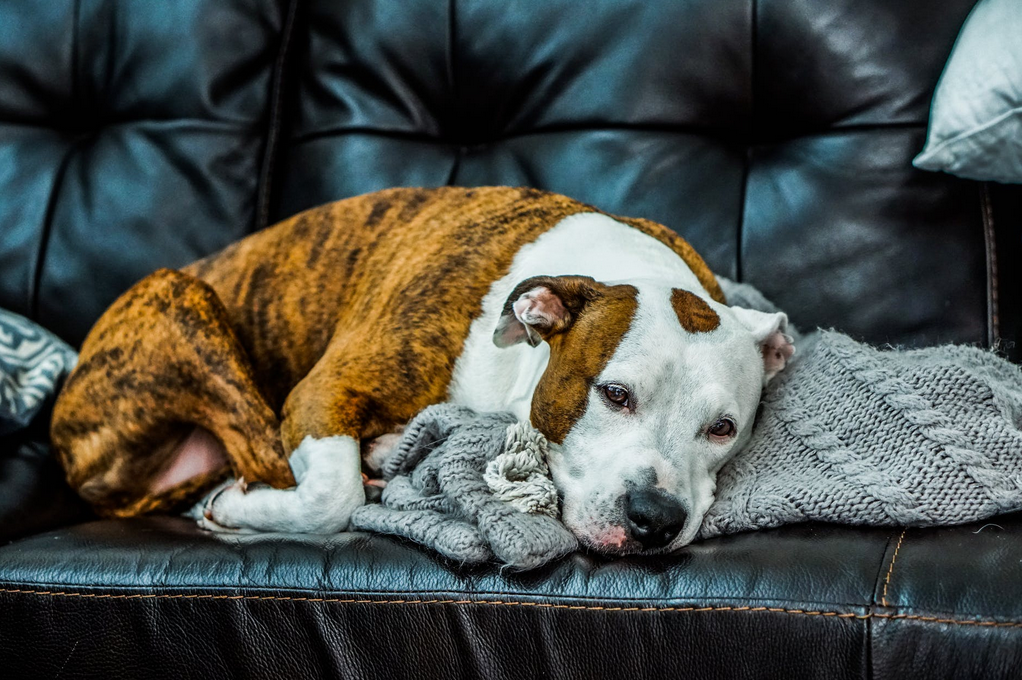 dog sleeping on the couch with a blanket